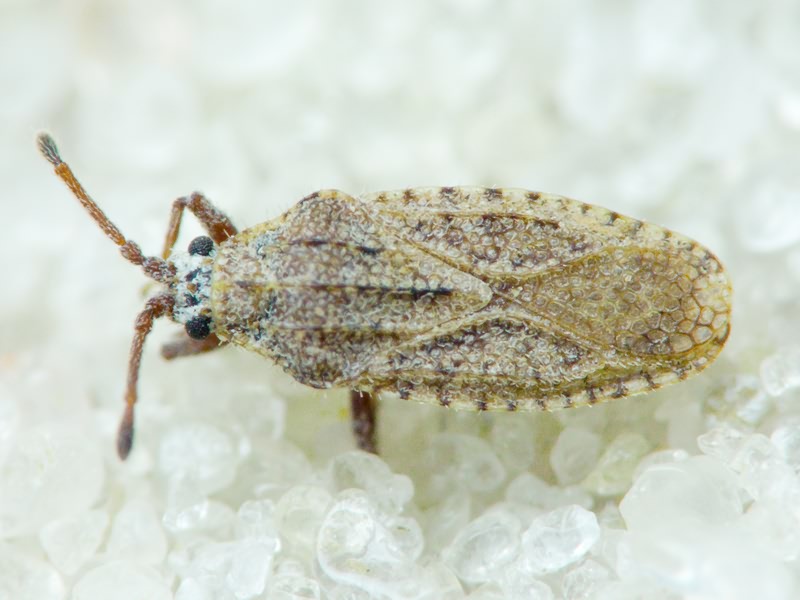 Tingis (Tropidocheila) caucasica (Jakovlev, 1880)